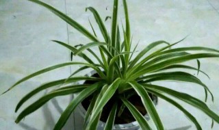 金边吊兰怎么养长得好 金边吊兰怎么养