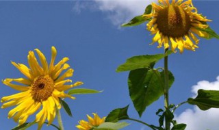 花的含义 花的寓意介绍