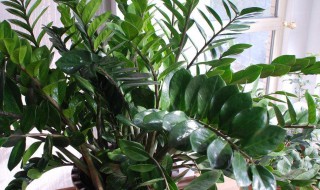 钱串子花怎么养 养钱串子的方法