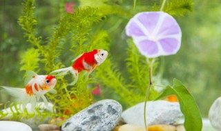 热带鱼有白点怎么办 热带鱼有白点的解决办法