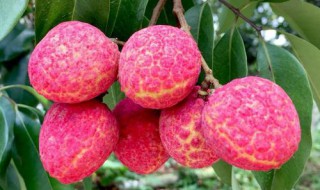 荔枝中间有条缝是什么品种 荔枝中间有条缝的品种介绍