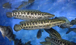 柴鱼煲汤的做法大全 柴鱼汤怎么煲