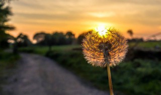 夏至朋友圈唯美说说 夏至朋友圈唯美说说精选