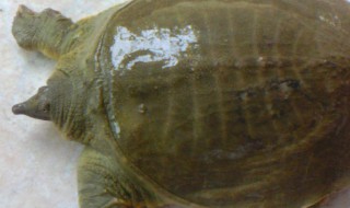 如何清洗甲鱼 怎么清洗甲鱼