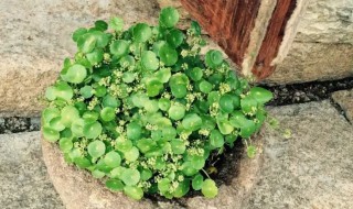 铜钱草用土种的方法 怎样用土种铜钱草