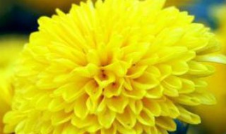 菊花代表什么花语 菊花代表的花语