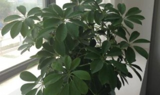 鹅掌木的风水及寓意 鹅掌木有何寓意