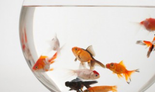 金鱼的寓意 金鱼的寓意什么