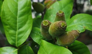 腊梅的花语 腊梅的花语是什么