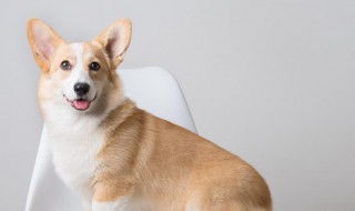 狗冲龙是什么意思 狗冲龙的含义