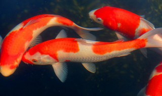 养锦鲤养几条好 养锦鲤养多少条好