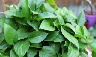 好养殖的花卉 好养殖的花卉有什么