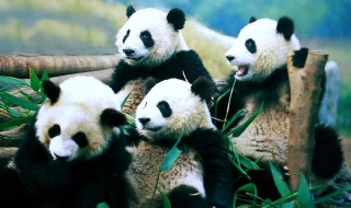 大熊猫自我介绍 大熊猫自我介绍范文