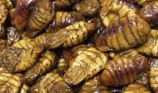 活蝉蛹怎么存放 如何保存活