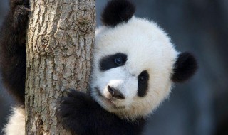 大熊猫怎么成国宝的 熊猫成为国宝的原因