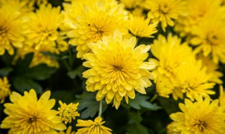 予谓菊的谓什么意思 予谓菊的出处