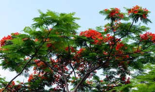 厦门市树是什么树 厦门市树的介绍