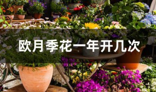 欧月季花一年开几次 欧月季开花一般在几月