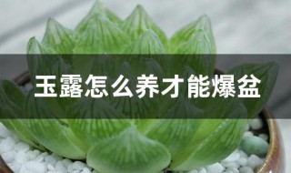 玉露怎么养才能爆盆 玉露最佳种植方法分享