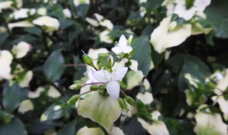 白花紫露草的功效与作用 白花紫露草有何药用价值