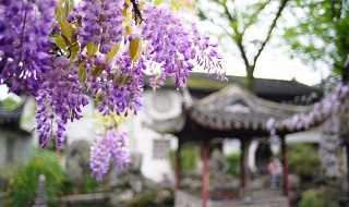 紫藤花的特点 紫藤开花如何养护