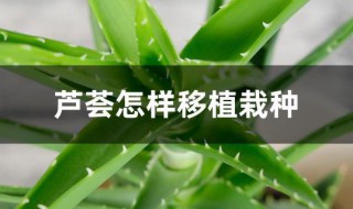 芦荟怎样移植栽种 芦荟什么时间移盆最合适