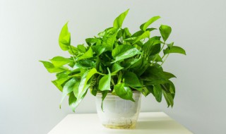 喜水的植物花卉有哪些 什么植物喜欢水