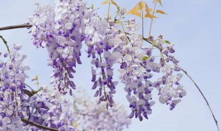 紫藤花和紫槐花的区别 紫藤花和紫槐花区别有哪些