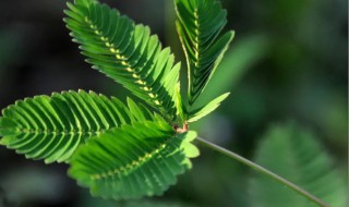 含羞草怎么养才能更旺盛 含羞草长得旺盛方法