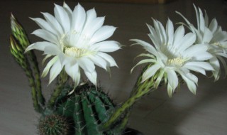 白色仙人球花的花语 白色仙人球花花语介绍