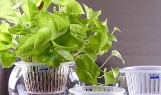 水培绿萝怎么剪枝种植 种植水培绿萝剪枝方法