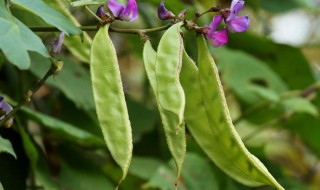 梅豆角种植时间和方法 梅豆角栽培方法介绍