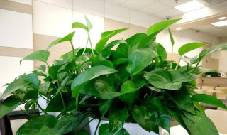 绿萝叶子发黄是晒的吗 绿萝叶子发黄是不是晒的呢