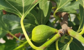 无花果树会冻死吗 无花果树冬季如何保暖