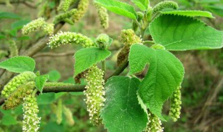 构树汁液的作用 构树汁液有什么用途