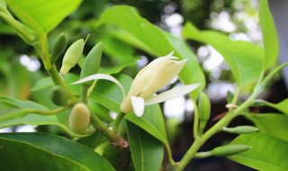 黄果兰叶子发黄枯萎是什么原因 为什么黄果兰叶子发黄枯萎