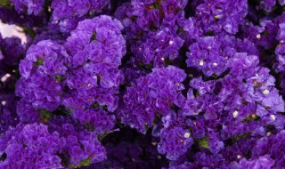 昆明紫色的花是什么花 紫色的花到底是什么花呢