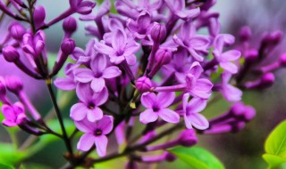 丁香花几瓣 丁香花花瓣一般是几瓣呢