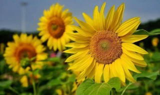 向日葵蔫了怎么办 向日葵蔫了原因和解决方法