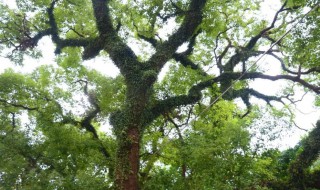 青冈木是什么树 青冈木介绍