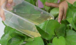 烟蒂水可以浇花驱虫吗 烟蒂水可不可以浇花驱虫