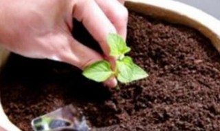 盆栽可以全用营养土吗 盆栽可不可以全用营养土