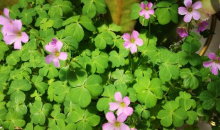 什么草会开花 会开花的草有什么