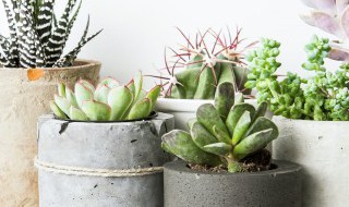 多肉变软变蔫怎么办 多肉变软变蔫应该怎么处理