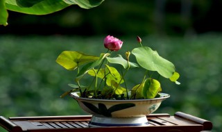 碗莲种子如何开口 碗莲种子开口方法