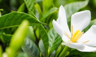 栀子花放卧室对人身体有影响吗 栀子花放卧室对人身体有没有影响