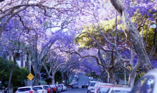蓝花楹的花语和寓意 蓝花楹的花语和寓意介绍