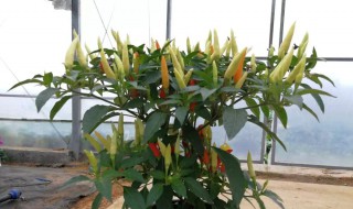 盆栽辣椒多久浇水一次 盆栽辣椒浇水方法