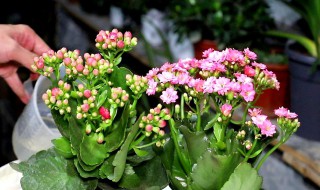 长寿花怎么晒太阳 长寿花晒太阳方法