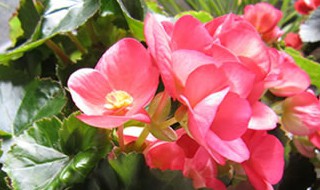 铁杆海棠花的养殖方法和注意事项 养殖铁杆海棠花需要注意什么